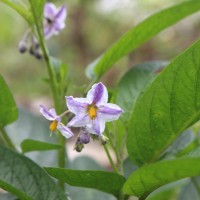 Solanum muricatum Aiton